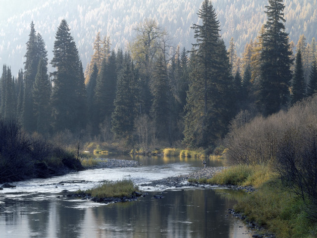 River forest foggy day trees free wallpaper - medium preview image