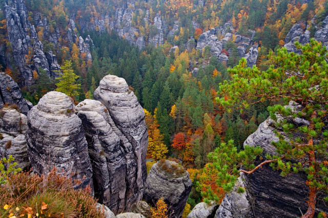 Forest mountain view trees rocks free wallpaper - medium preview image