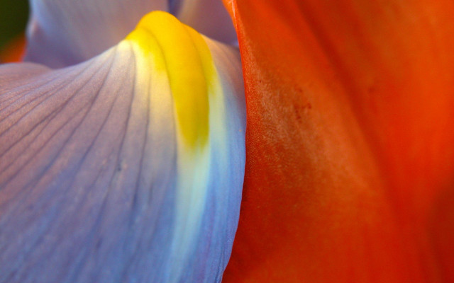 Flower yellow blue white macro free wallpaper - medium preview image