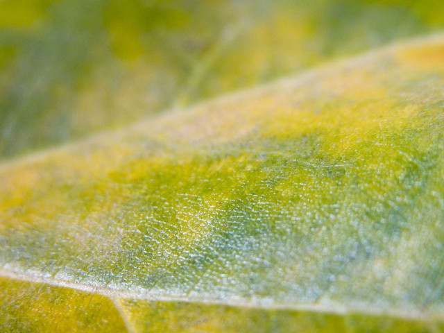 Close up leaf yellow green #3 free wallpaper - medium preview image