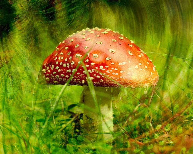 Red mushroom dew grass blurry free wallpaper - medium preview image