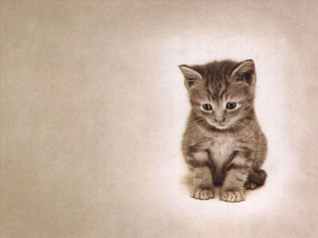 Kitten sitting white floor wall free wallpaper - medium preview image