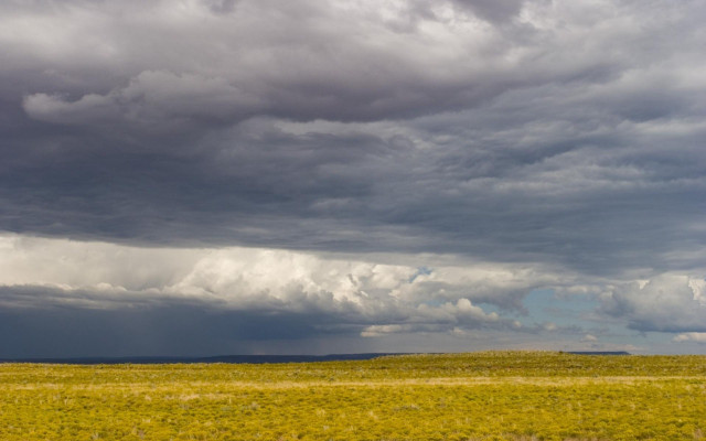 Field animals cloudy sky trees free wallpaper - medium preview image