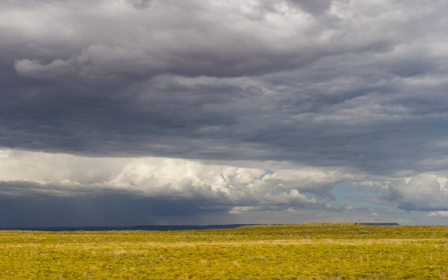 Field animals cloudy sky trees #4 free wallpaper - medium preview image
