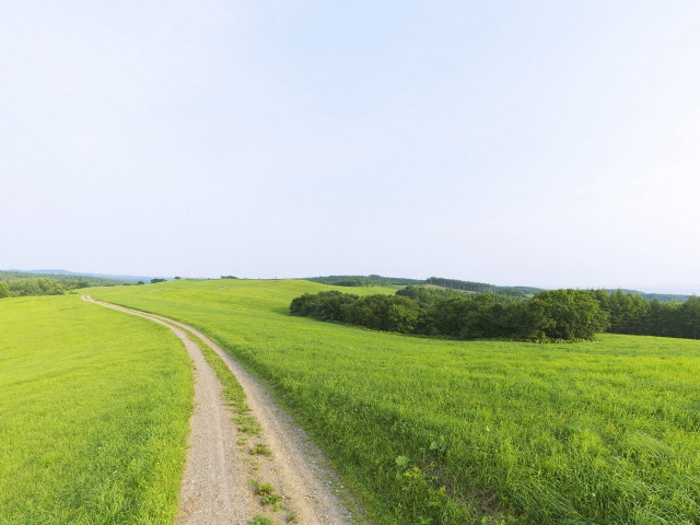 Dirt road green field trees free wallpaper - medium preview image