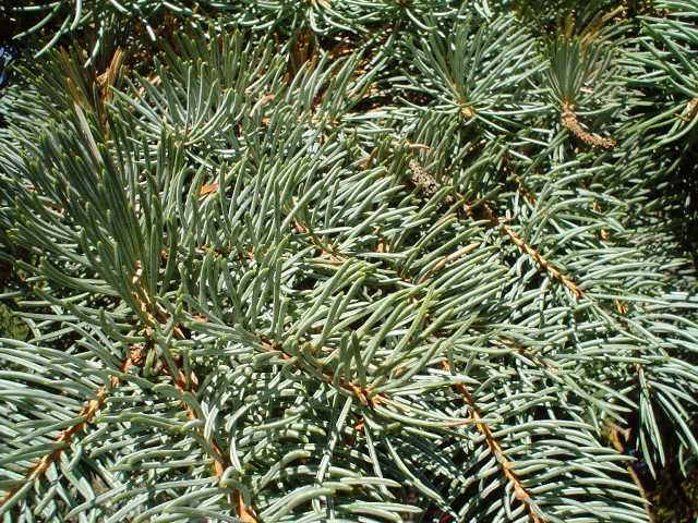 Pine tree closeup needles branches #2 free wallpaper - medium preview image