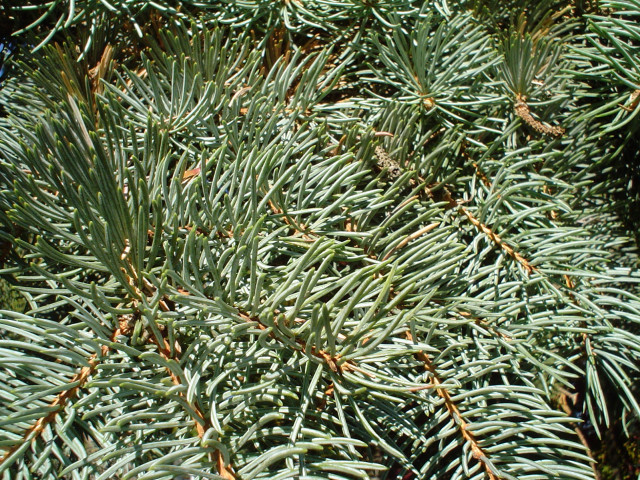 Pine tree closeup needles branches free wallpaper - medium preview image