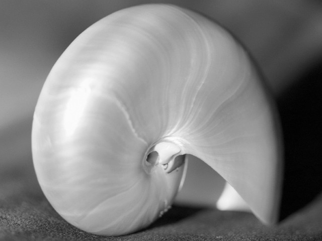 Closeup food shell center macro free wallpaper - medium preview image
