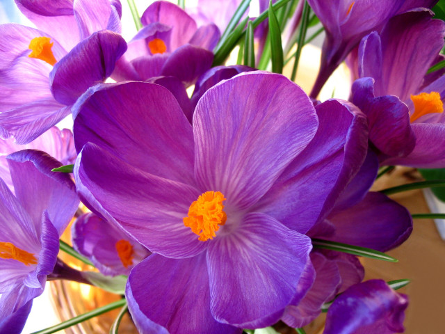 Purple flowers vase table blue #3 free wallpaper - medium preview image