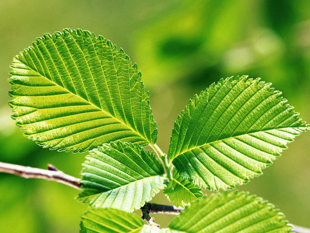 Green leaf macro nature blurry #2 free wallpaper - medium preview image