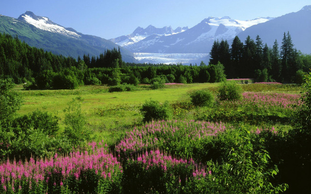 Field flowers mountains lake snow #3 free wallpaper - medium preview image