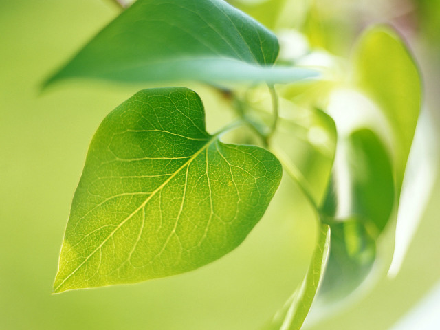 Green leaf closeup blurry background #5 free wallpaper - medium preview image