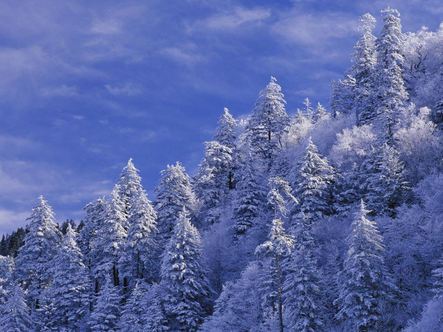 Snowy forest blue sky cherry #3 free wallpaper - medium preview image