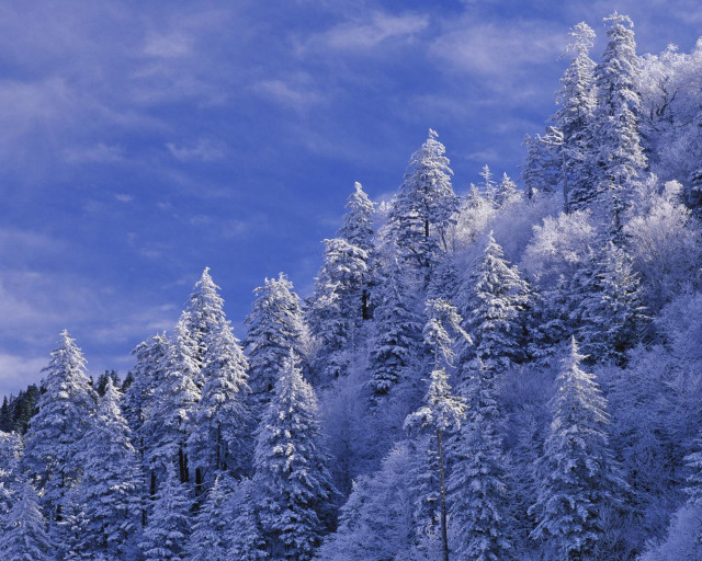 Snow covered forest blue sky free wallpaper - medium preview image