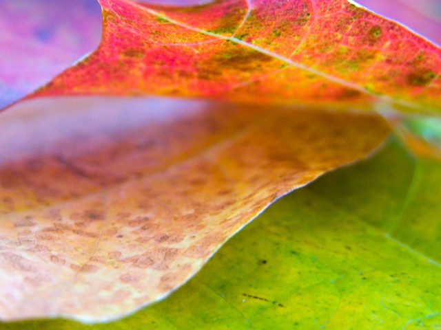Close up leaf blurry background #5 free wallpaper - medium preview image