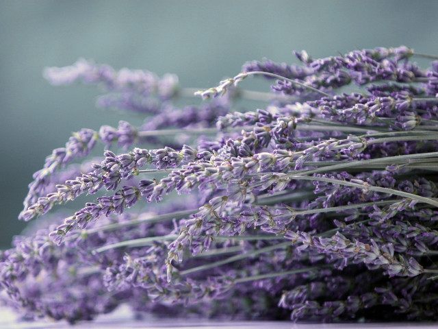 Lavender flowers table blurry background #4 free wallpaper - medium preview image