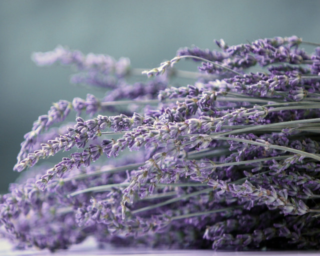 Lavender flowers table blurry background #2 free wallpaper - medium preview image