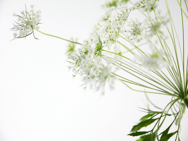 Close up flower white background #4 free wallpaper - medium preview image