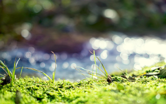 Mossy water bokeh green nature free wallpaper - medium preview image