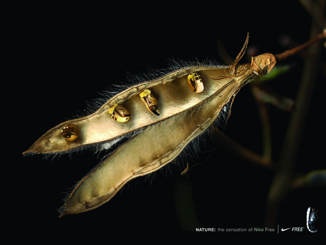 Seed pod three attached seeds free wallpaper - medium preview image