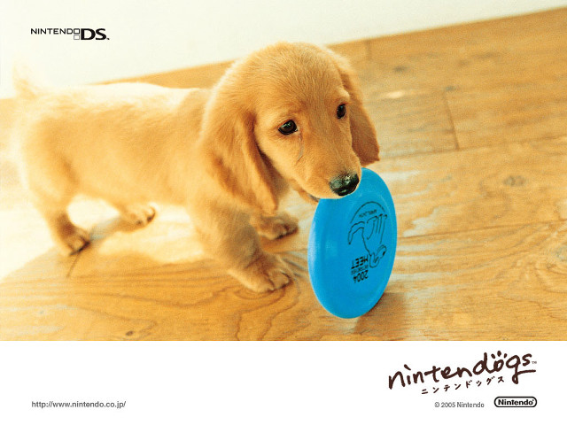 Puppy holding blue frisbee floor free wallpaper - medium preview image
