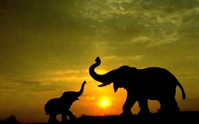 Elephants sunset field couple standing free wallpaper - medium preview image