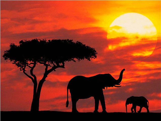 Elephants sunset tree red sky free wallpaper - medium preview image