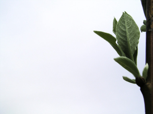 Branch leaves white sky bird #2 free wallpaper - medium preview image