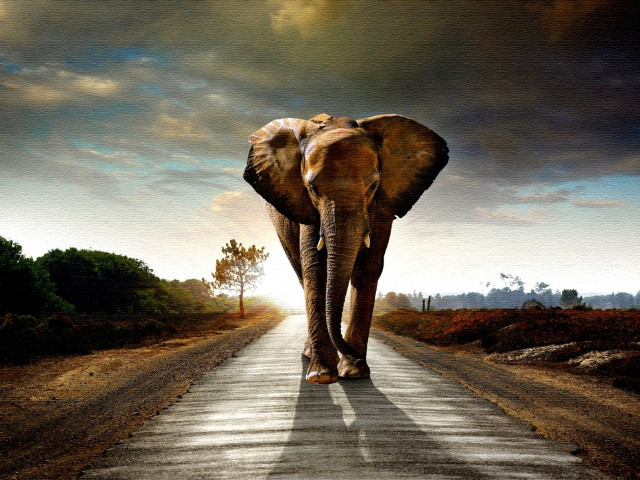 Elephant walking road sky background free wallpaper - medium preview image