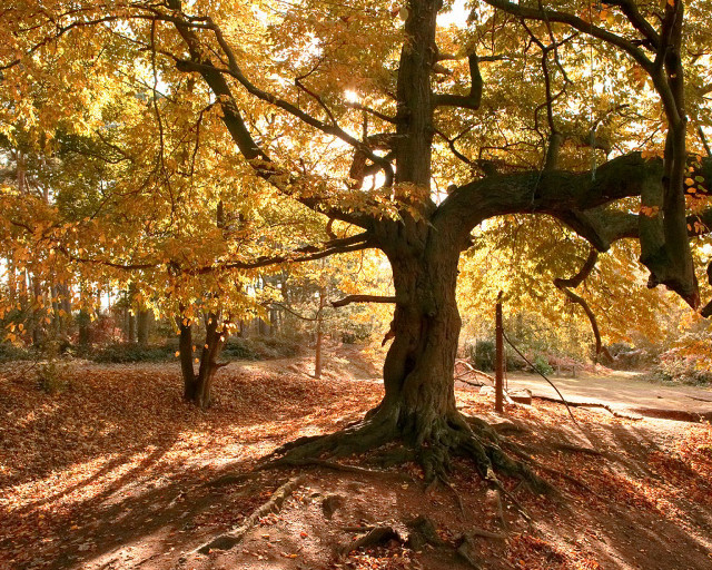 Autumn leaves tree park bench free wallpaper - medium preview image