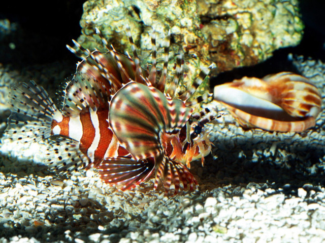 Fish rock water sea urchin #3 free wallpaper - medium preview image