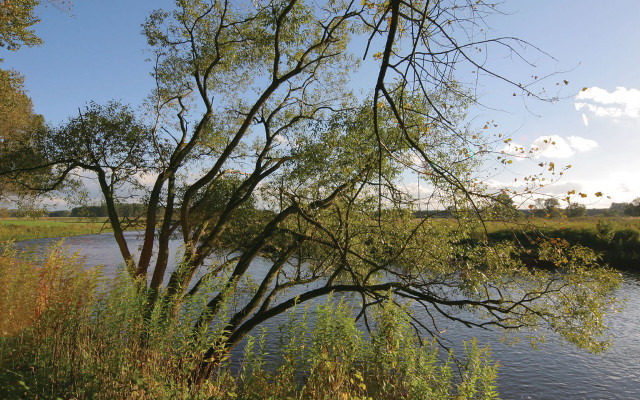 River trees grassy clouds park free wallpaper - medium preview image