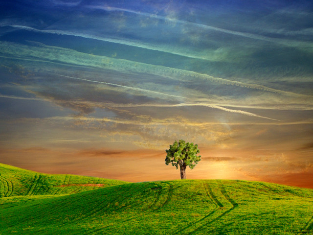 Lone tree green field sunset free wallpaper - medium preview image