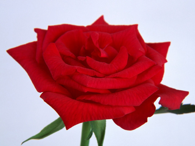 Red rose vase water blurry free wallpaper - medium preview image