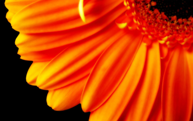 Orange flower macro fire autumn free wallpaper - medium preview image