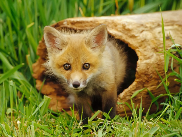 Small fox cub hollow grass #2 free wallpaper - medium preview image