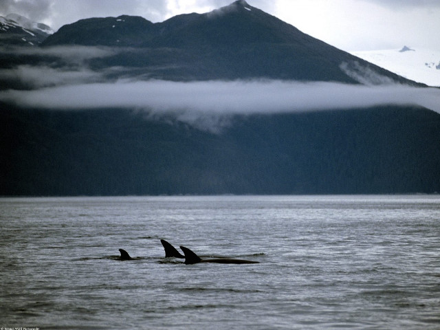 Orca whales swimming ocean mountain free wallpaper - medium preview image