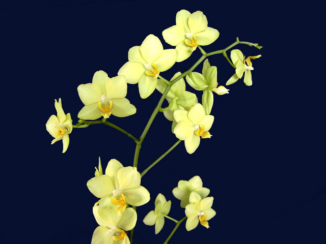 Yellow flowers black background blue #2 free wallpaper - medium preview image