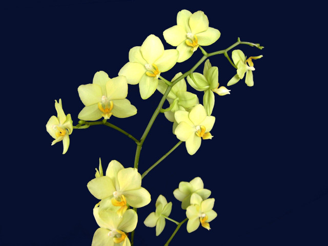 Yellow flowers stem dark background free wallpaper - medium preview image