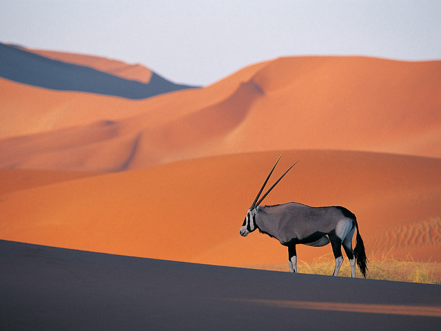 Gazelle desert sand dunes sky free wallpaper - medium preview image