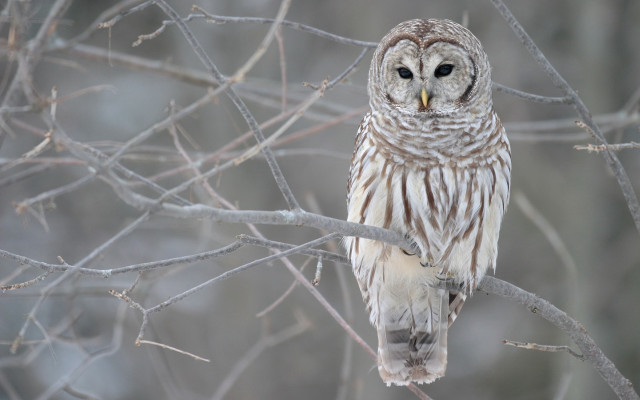 Barred owl perched tree branch #3 free wallpaper - medium preview image