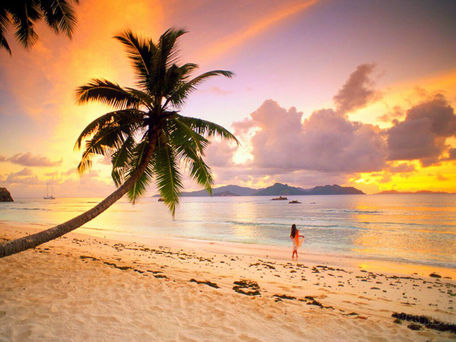 Woman walking beach palm tree free wallpaper - medium preview image