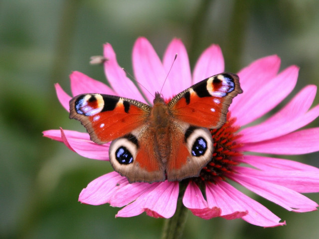 Butterfly pink flower blurry background #2 free wallpaper - medium preview image