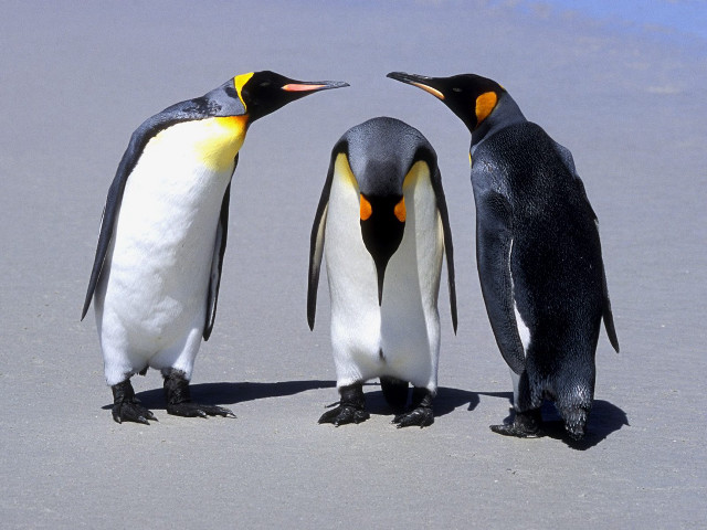 Three penguins beach heads turned free wallpaper - medium preview image