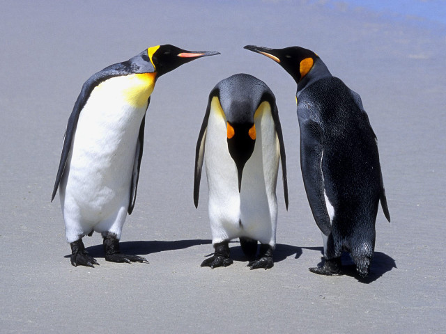 Three penguins beach heads touching free wallpaper - medium preview image