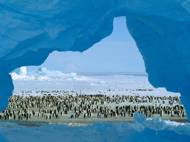 Penguins snow icebergs group standing free wallpaper - medium preview image