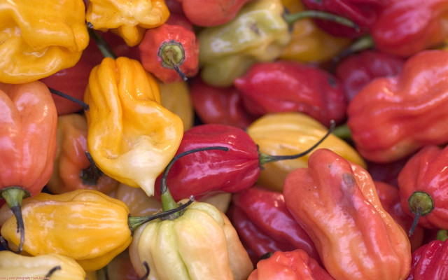 Peppers harvest fall vibrancy blurry free wallpaper - medium preview image