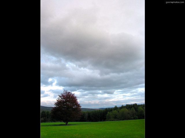 Lone tree field cloudy sky #6 free wallpaper - medium preview image