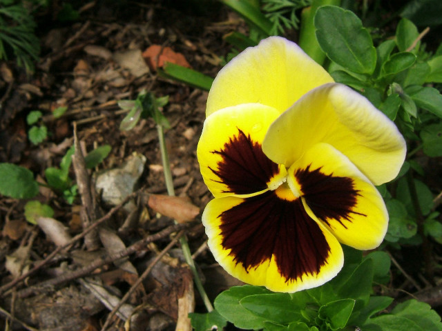 Yellow red flower green leaves #6 free wallpaper - medium preview image
