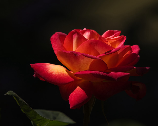 Red rose green stem dark #5 free wallpaper - medium preview image